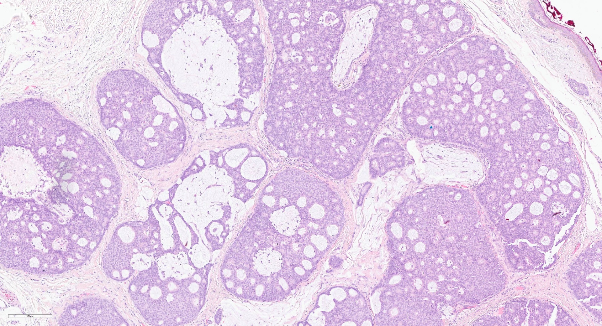 Histology Image 1